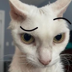 Meet your Posher, Potatoz